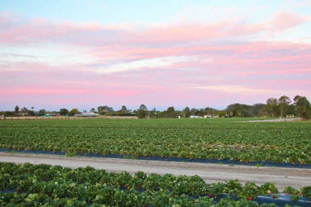 Gowinta Farms Caravan Park - Beerwah Sunshine Coast: The park is located in Gowinta Farms - the Sunshine Coast's largest Strawberry Farm.