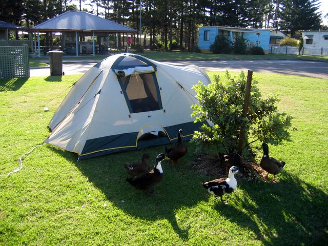 NRMA Sydney Lakeside Holiday Park - Narrabeen: Area for tents and campers - with ducks for company