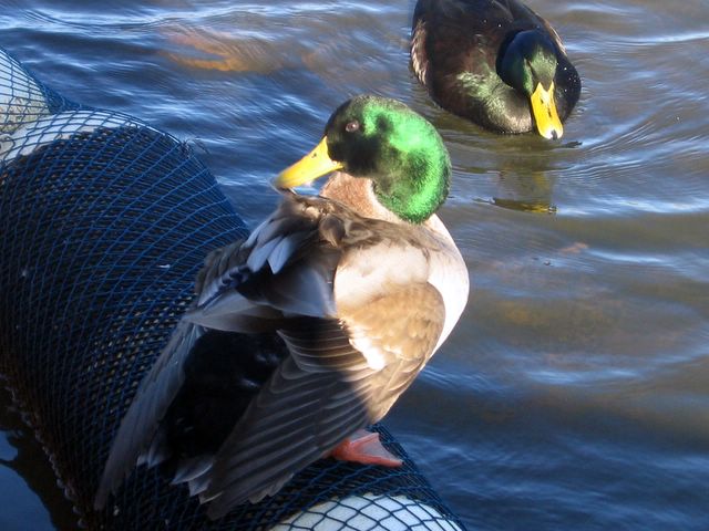NRMA Sydney Lakeside Holiday Park - Narrabeen: Ducks on Lake Narrabeen