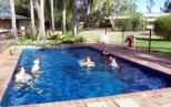 Tambo Mill Motel & Van Park - Tambo: Relaxing in the pool