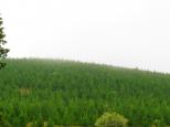 Millionth Acre Picnic Area - Tarana: Forest area