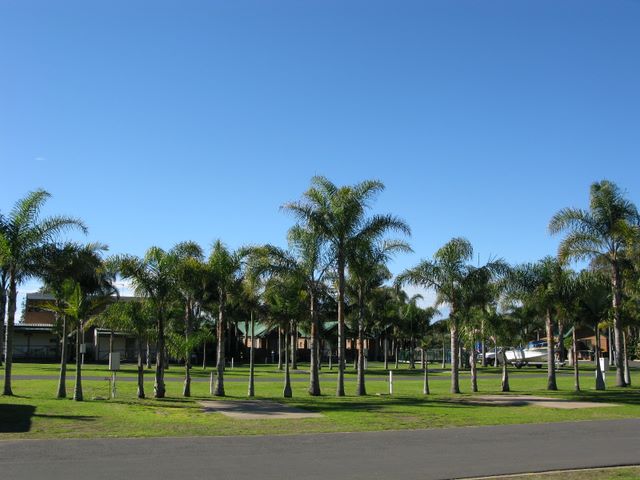 Seabreeze Holiday Park - Tathra Beach: Magnificent palms provide shade for the powered sites.
