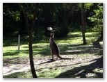 Tathra Beach Motor Village - Tathra Beach: Kangaroos make for interesting company