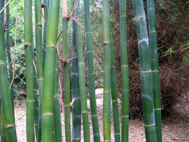 Japanese Garden - Toowoomba: Stately bamboo