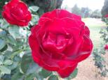 Motor Village Caravan Park - Toowoomba: Beautiful roses at Queens gardens