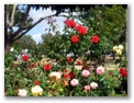 State Rose Garden Newton Park - Toowoomba: 