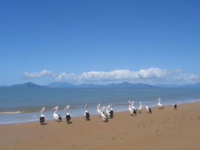 Bedarra View Caravan Park - Tully Heads: Pelicans on the beach