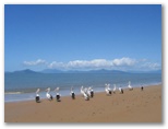 Bedarra View Caravan Park - Tully Heads: Pelicans on the beach