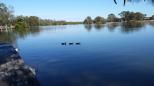 Great Lakes Holiday Park - Tuncurry: ducks in a row