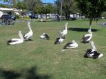 Great Lakes Holiday Park - Tuncurry: pelicans in the park