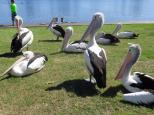 Great Lakes Holiday Park - Tuncurry: pelicans waiting for a feed