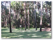 Twin Dolphins Holiday Park - Tuncurry: Powered sites for caravans in bushland setting.