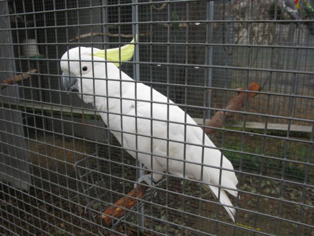 Country Road Caravan Park - Uralla: Friendly cockatoo in aviary