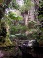 Takarakka Bush Resort - Via Rolleston: Moss Gardens at the Gorge