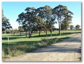 MacQuarie Woods - Vittoria State Forest: Gravel road throughout area