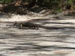 Cascades Camping Ground - Wadbilliga National Park: Lace Monitor about 2 metres long greeted us on arrival.