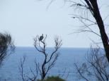 Mystery Bay Primitive Campground - Wallaga Lake: A sea eagle making sure we did it right.
