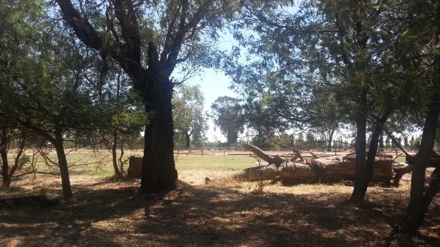 Oxley Recreation Reserve - Wangaratta: Plenty of shade for rest and relaxation.
