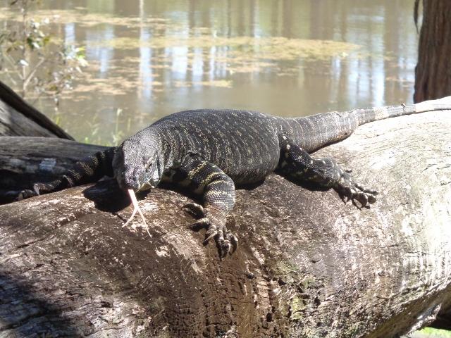 Breckenridge Farmstay - Wauchope: Fat and cheeky goannas live at Timbertown they have no fear of people
