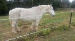 Wauchope Showground - Wauchope: Horse near stables