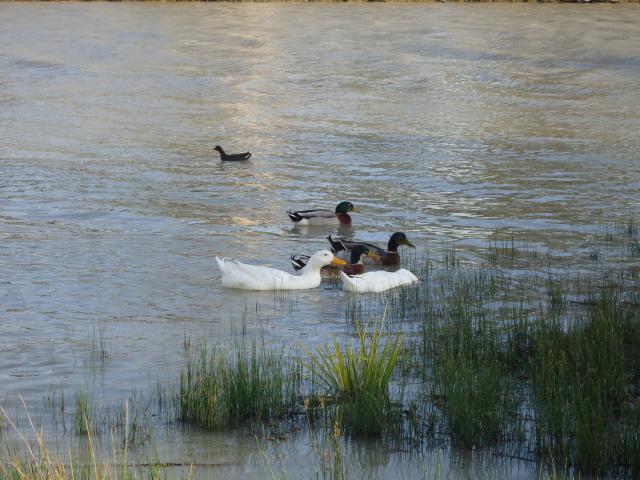 Willow Bend Caravan Park - Wentworth: wild ducks on river in front of our powered site 