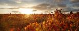 Valley View Caravan Park - Whitfield: Milawa Autumn colours