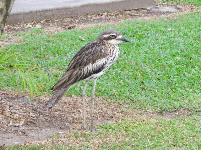Island Gateway Holiday Park - Airlie Beach: Birds all over the place