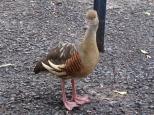 Island Gateway Holiday Park - Airlie Beach: Ducks are friendly 