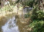 Bushlands Tourist Park - Windeyer: Long Creek is charming