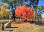 Wombat Recreation Sports Oval and Campground - Wombat: Beautiful autumn colours on display everywhere and quite vivid as you can see from the photo.