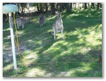 Woodgate Beach Tourist Park - Woodgate: Kangaroos near powered sites