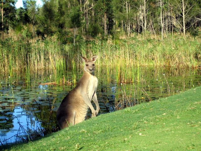 Woolgoolga RSL Golf Course - Safety Beach: Kangaroo near the green on Hole 5