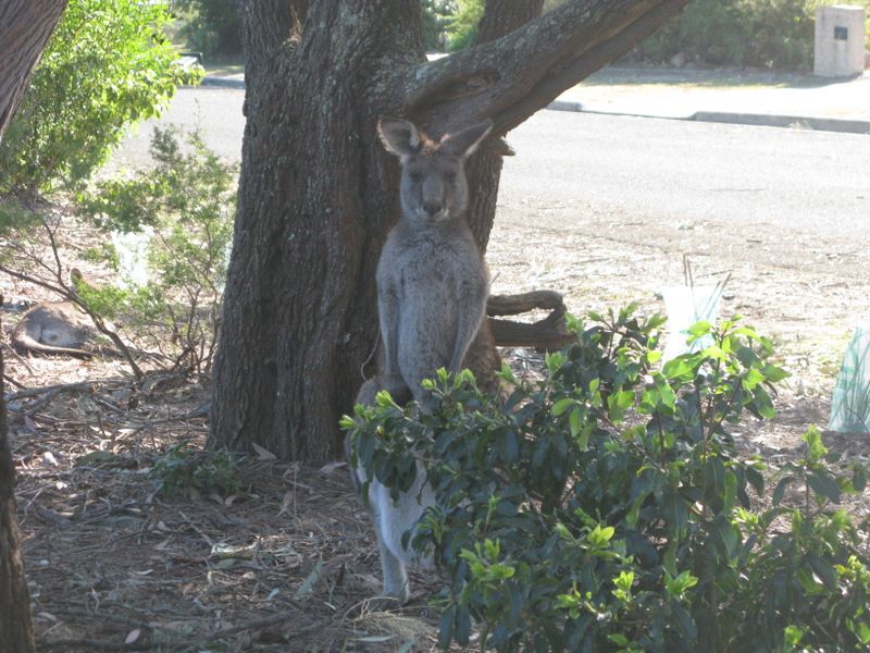 Bushy Tail Caravan Park - Wrights Beach: Kangaroos are plentiful