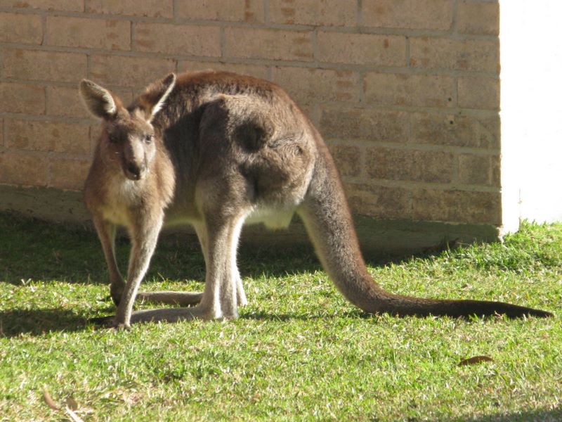 Bushy Tail Caravan Park - Wrights Beach: Kangaroo within the park
