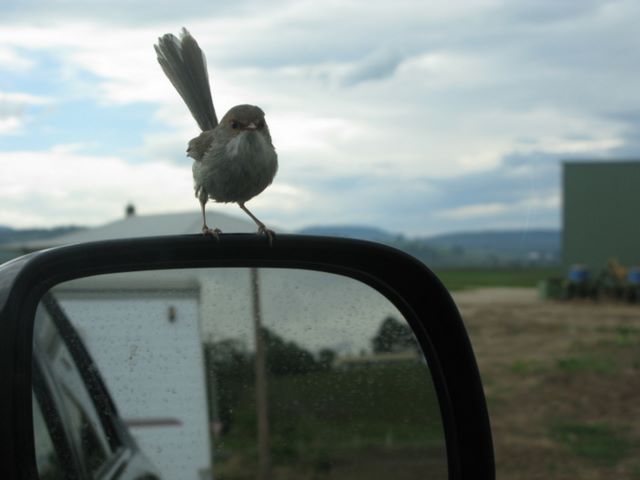 Wuk Wuk Ripplewood Caravan Park - Wuk Wuk: Friendly bird on my rear vision mirror at Wuk Wuk.