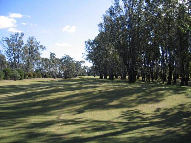 Yarrawonga & Border Golf Club - Mulwala: Shady majestic trees along the fairway