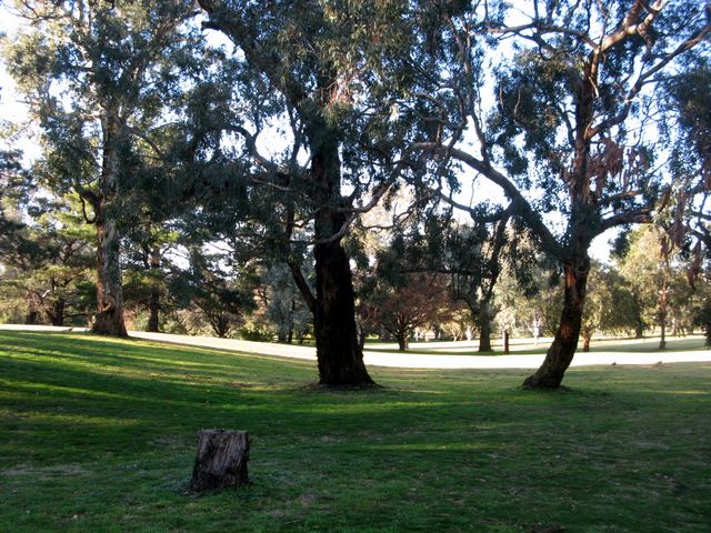 Yass Golf Course - Yass: Some of many magnificent trees on the Yass Golf Course.
