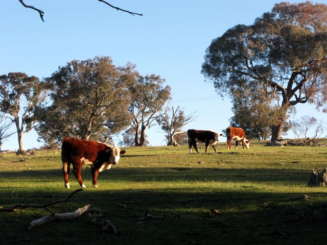 Yass Golf Course - Yass: Cattle take a passing interest in the golf!