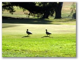 Yass Golf Course - Yass: Ducks run for cover