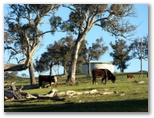 Yass Golf Course - Yass: Cattle in adjacent paddock.