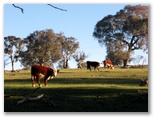Yass Golf Course - Yass: Cattle take a passing interest in the golf!