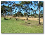 Yeppoon Golf Course - Yeppoon: Kangaroos on Hole 14
